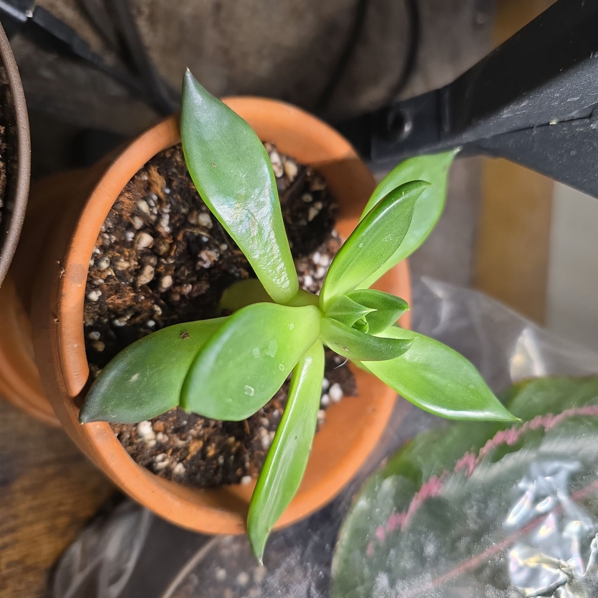 Photo of the plant species Black Prince by @ChaoticSilenc3 named Maximus on Greg, the plant care app