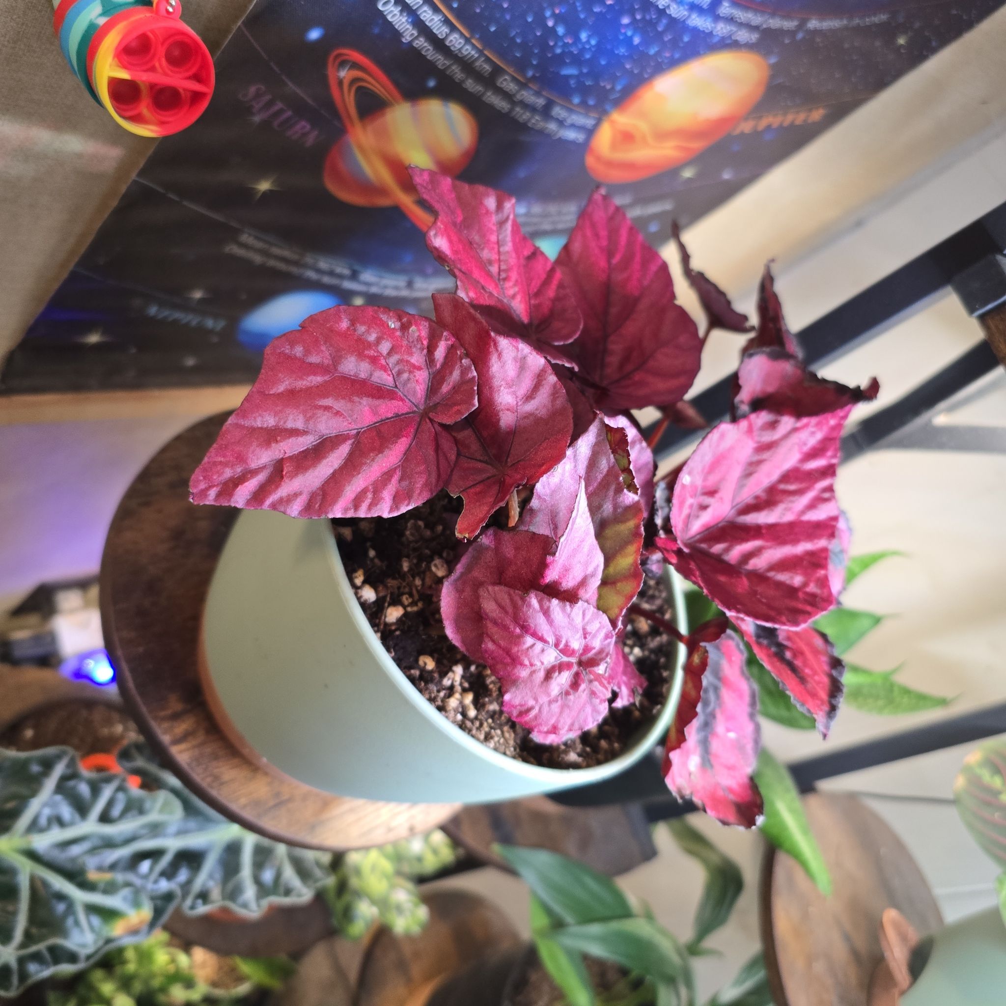 Photo of the plant species Begonia Beleaf® 'Inca Flame' by @ChaoticSilenc3 named Blaze on Greg, the plant care app