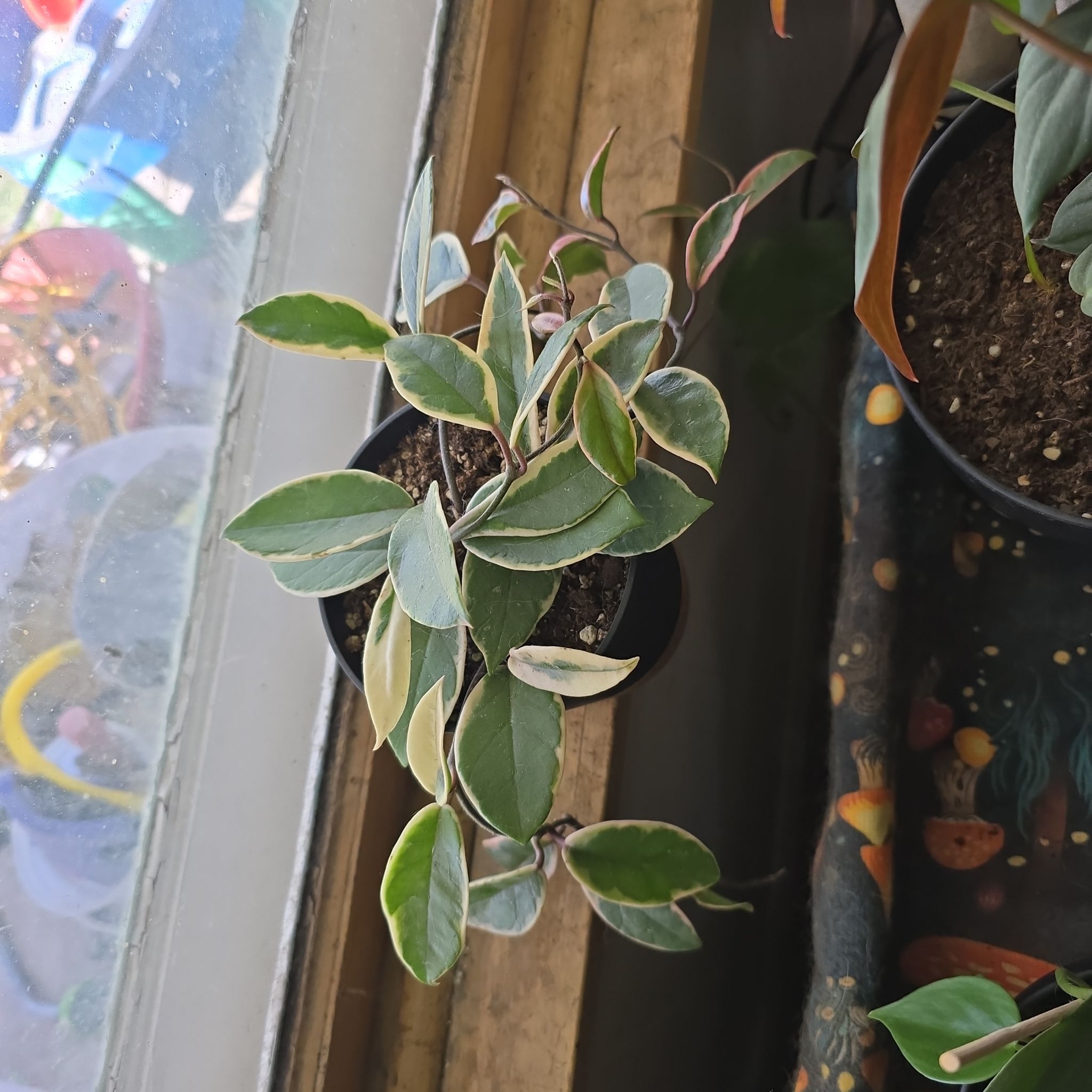 Photo of the plant species Hoya ‘Flamingo Dreams’ by @ChaoticSilenc3 named Genevieve on Greg, the plant care app