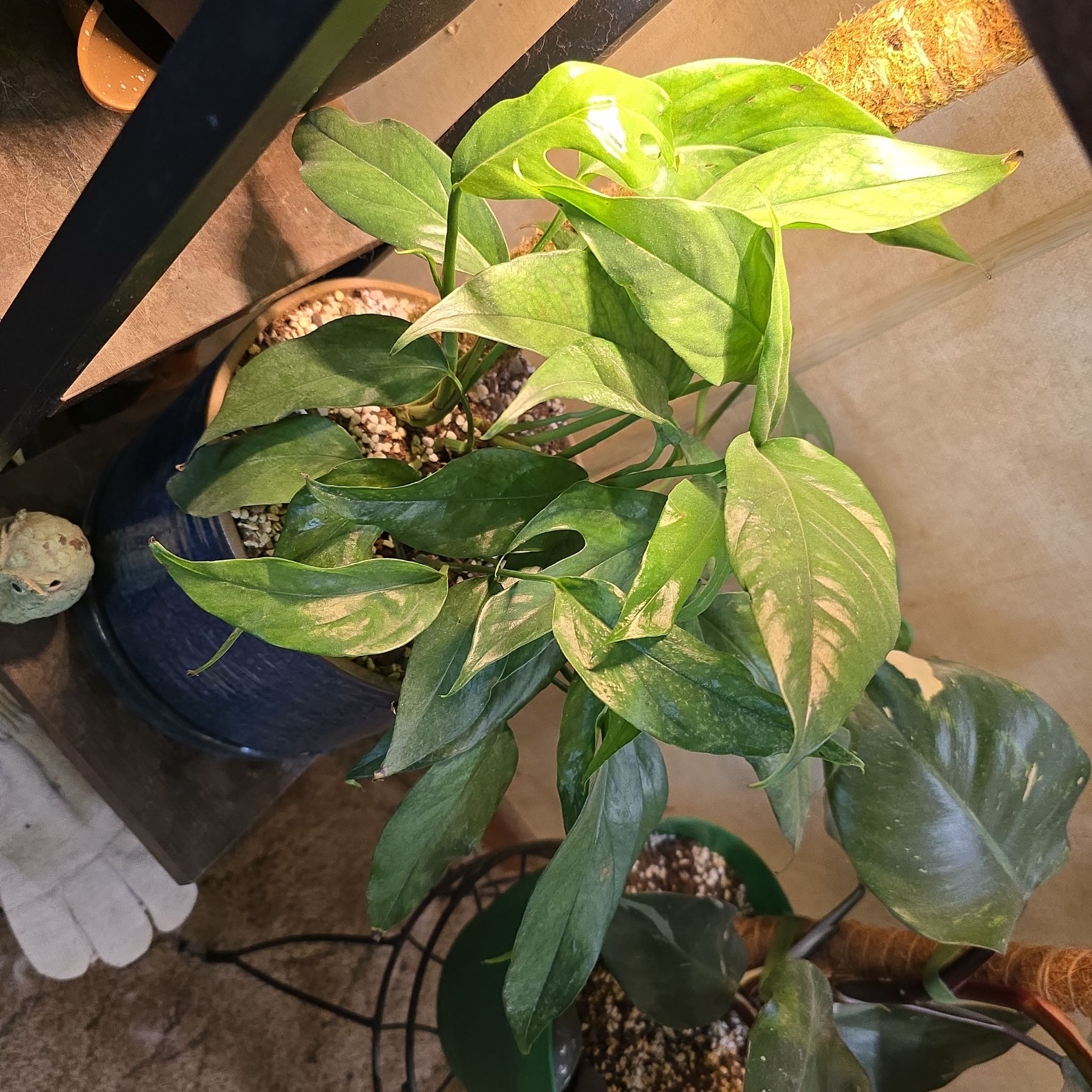 Photo of the plant species Monstera by @ChaoticSilenc3 named Diablo on Greg, the plant care app