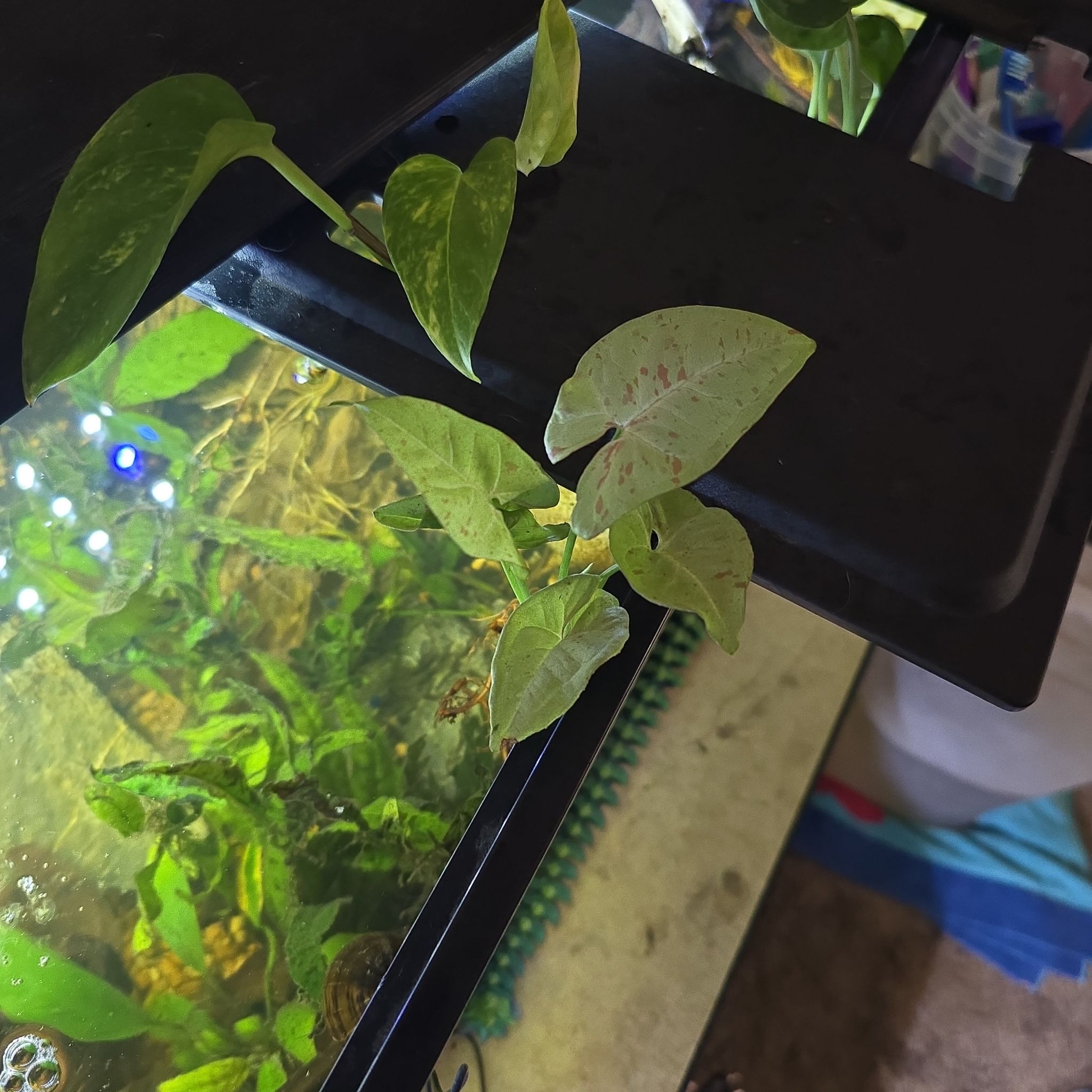 Photo of the plant species Milk Confetti by @ChaoticSilenc3 named Tri-Diddy on Greg, the plant care app