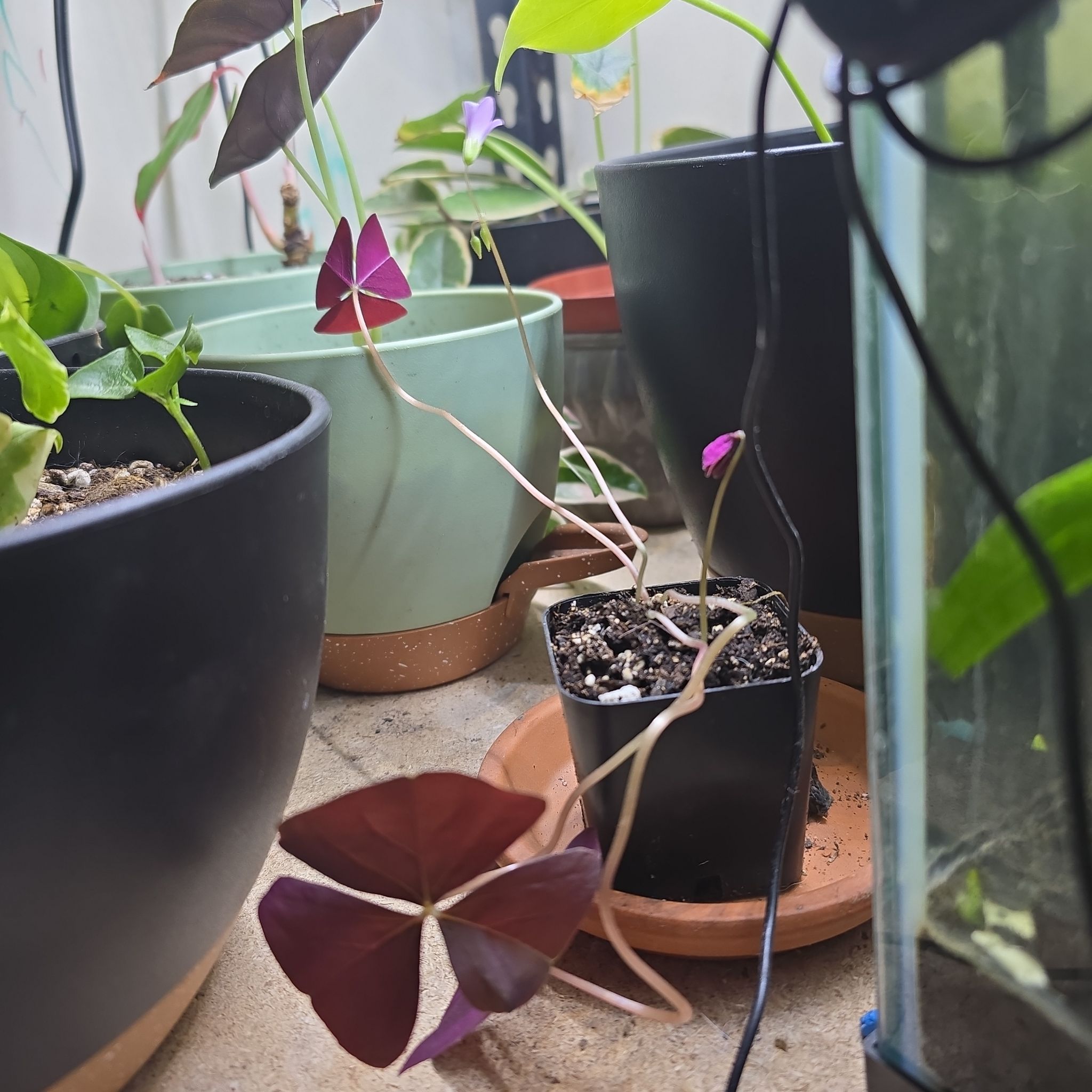 Photo of the plant species Broadleaf Woodsorrel by @ChaoticSilenc3 named Steven on Greg, the plant care app
