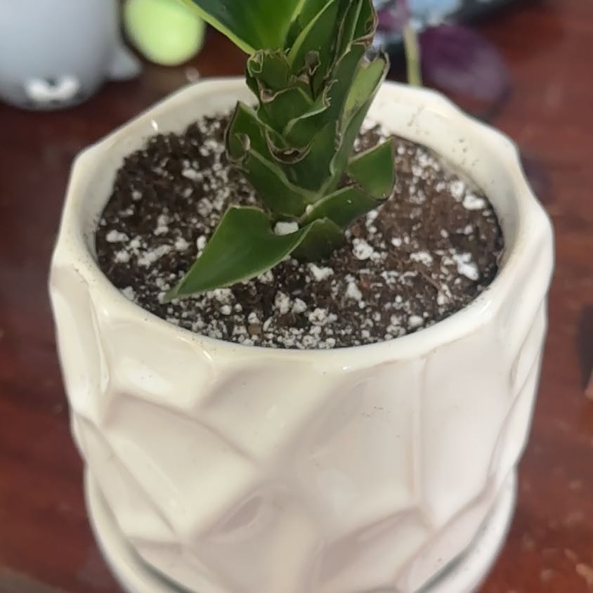 Photo of the plant species Basket Plant by @Notsoshort23 named Bella on Greg, the plant care app