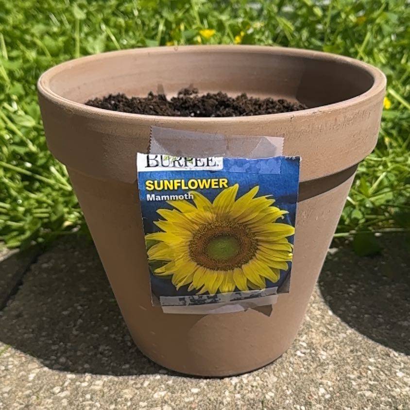 Photo of the plant species Mammoth Sunflower by @VitalBacopa31 named Sol on Greg, the plant care app