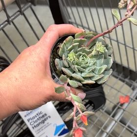 Photo of the plant species Echeveria Pinwheel by @SlickCamphor named Taylor Swift on Greg, the plant care app