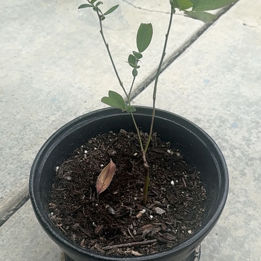 Photo of the plant species Sunshine Blueberry by @MerryMystax82 named Zion on Greg, the plant care app