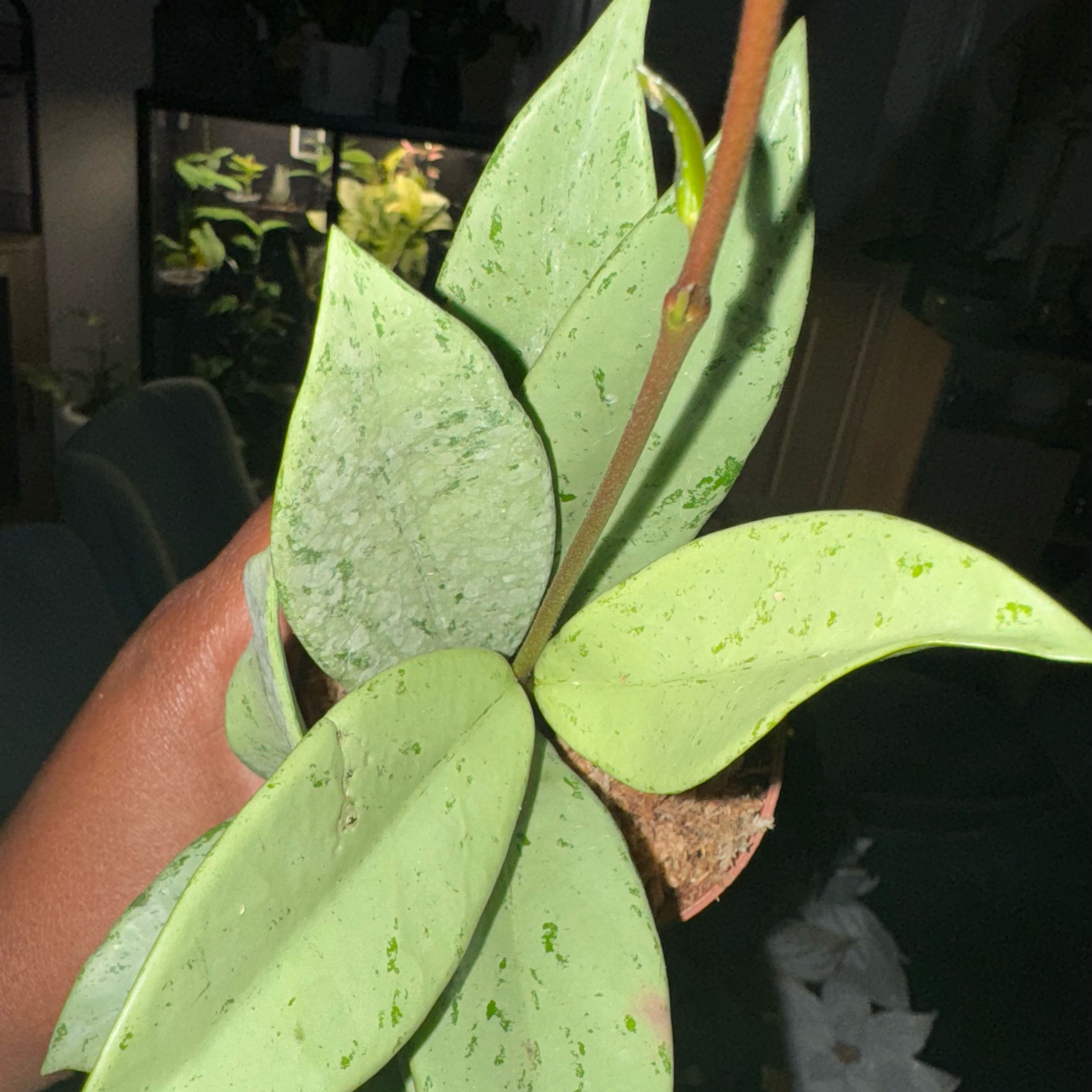 Photo of the plant species Hoya publicalyx 'Pink Silver Ghost' by @Tash876 named Celiné on Greg, the plant care app