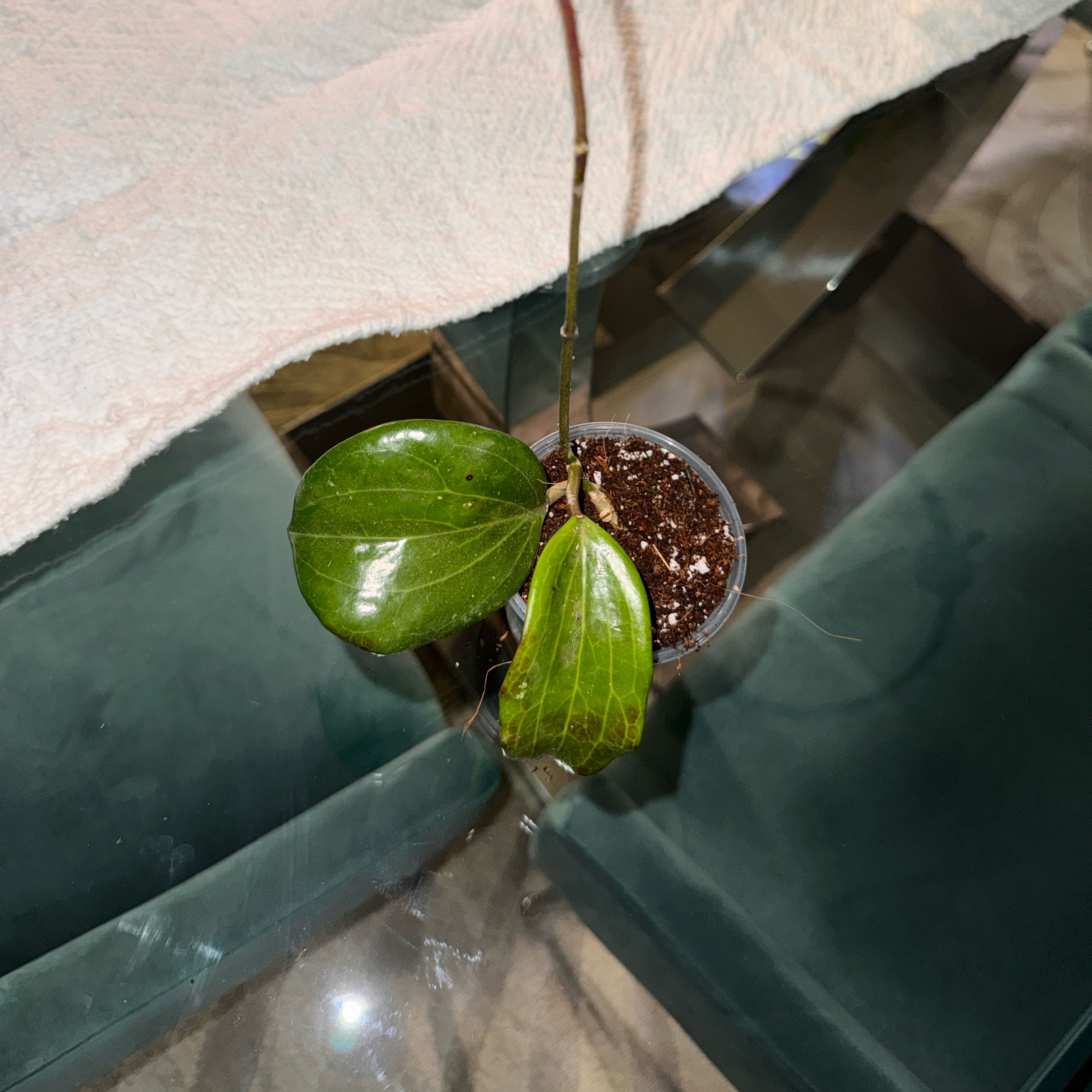Photo of the plant species Hoya merilli by @Tash876 named Taylor on Greg, the plant care app