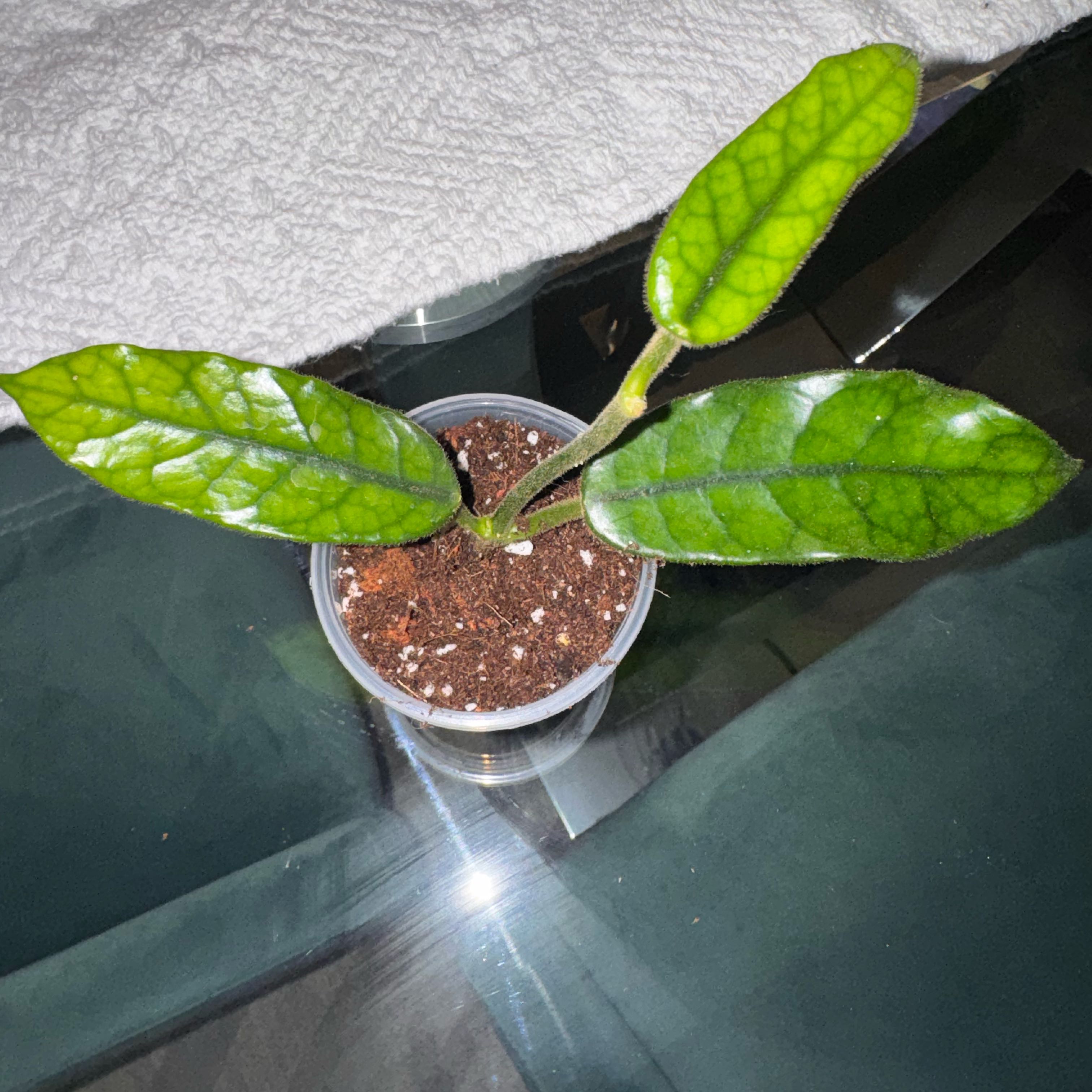 Photo of the plant species Hoya globulosa by @Tash876 named Lizzo on Greg, the plant care app
