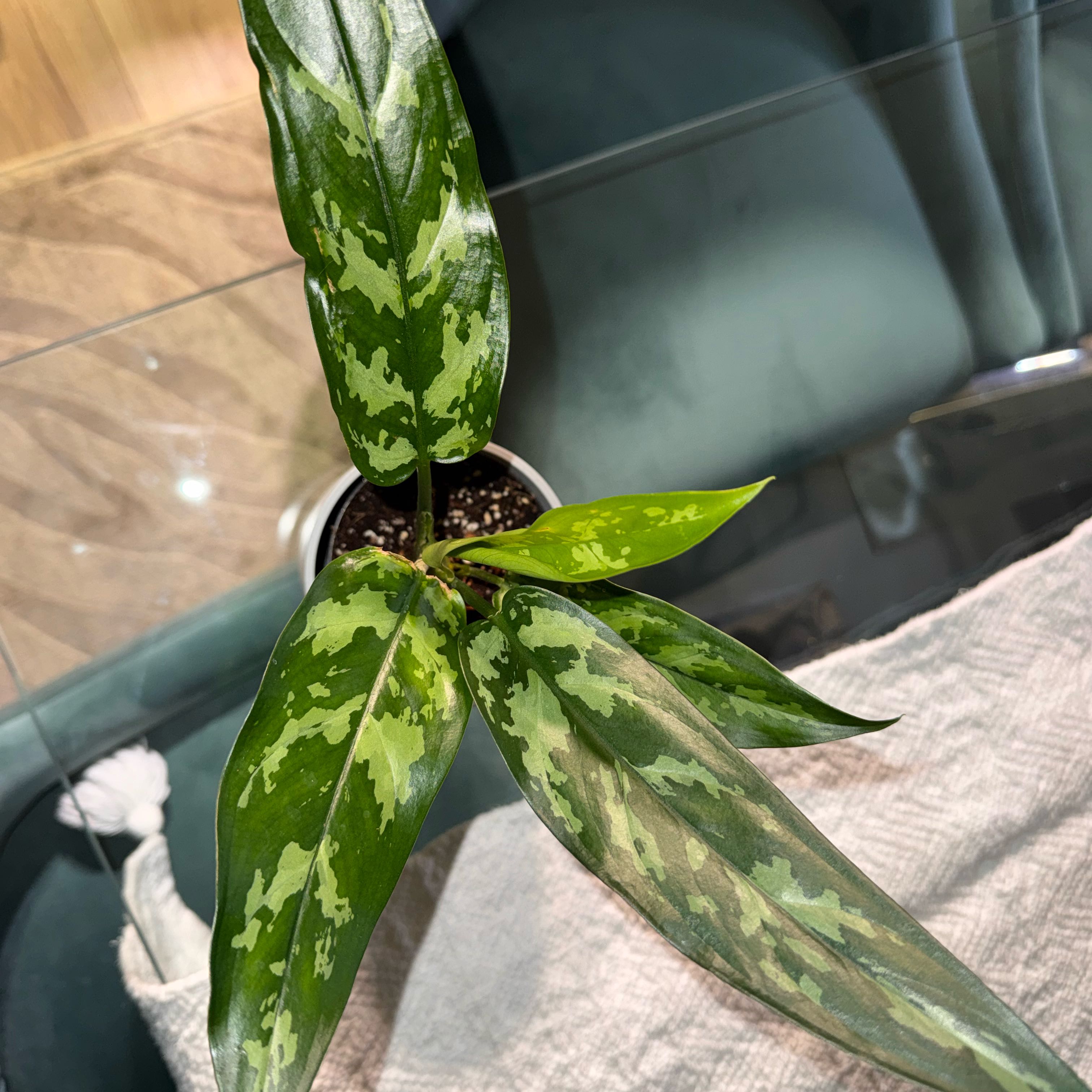 Photo of the plant species Aglaonema 'Emerald Beauty' by @Tash876 named Khaleesi on Greg, the plant care app