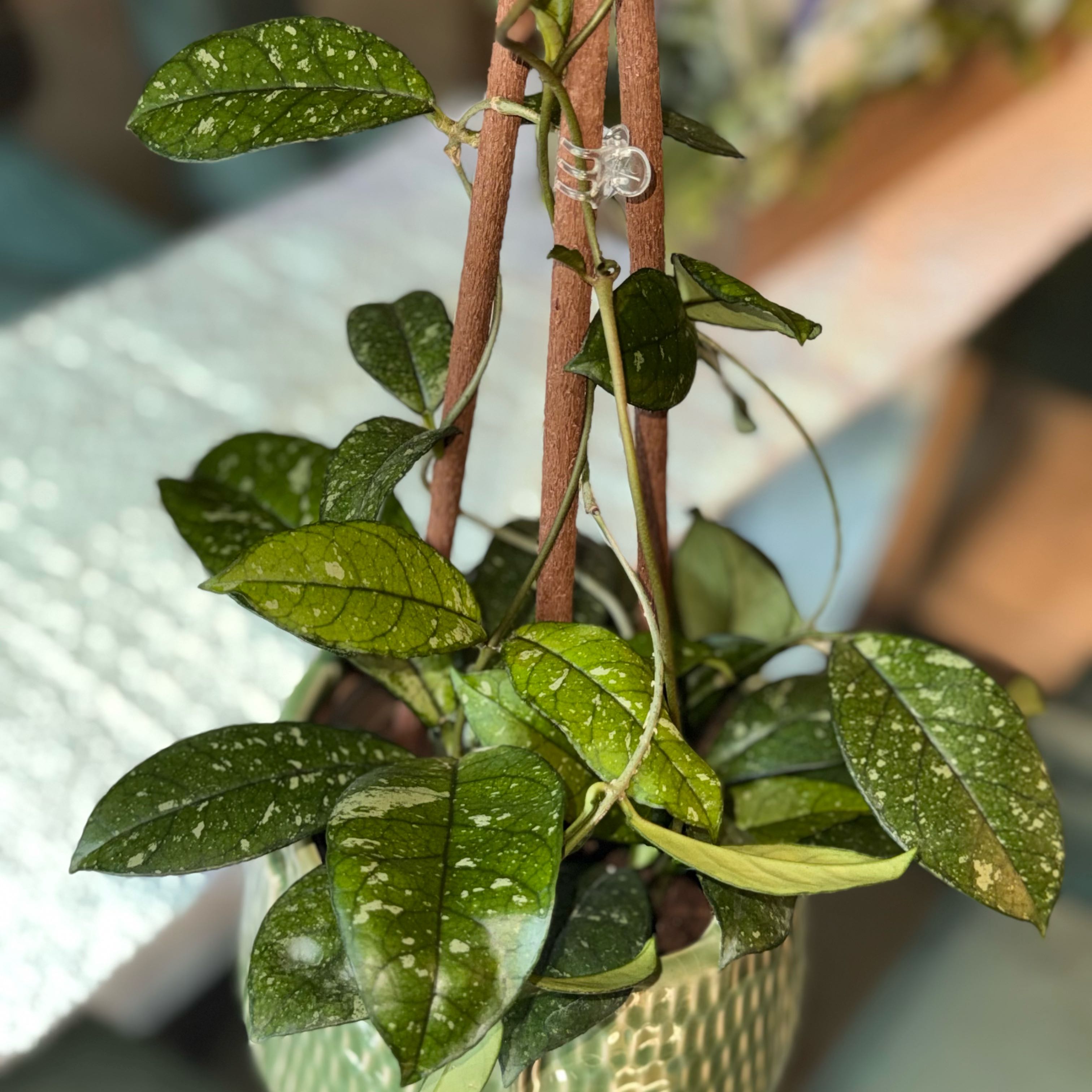 Photo of the plant species Hoya meredithii by @Tash876 named Rumi on Greg, the plant care app