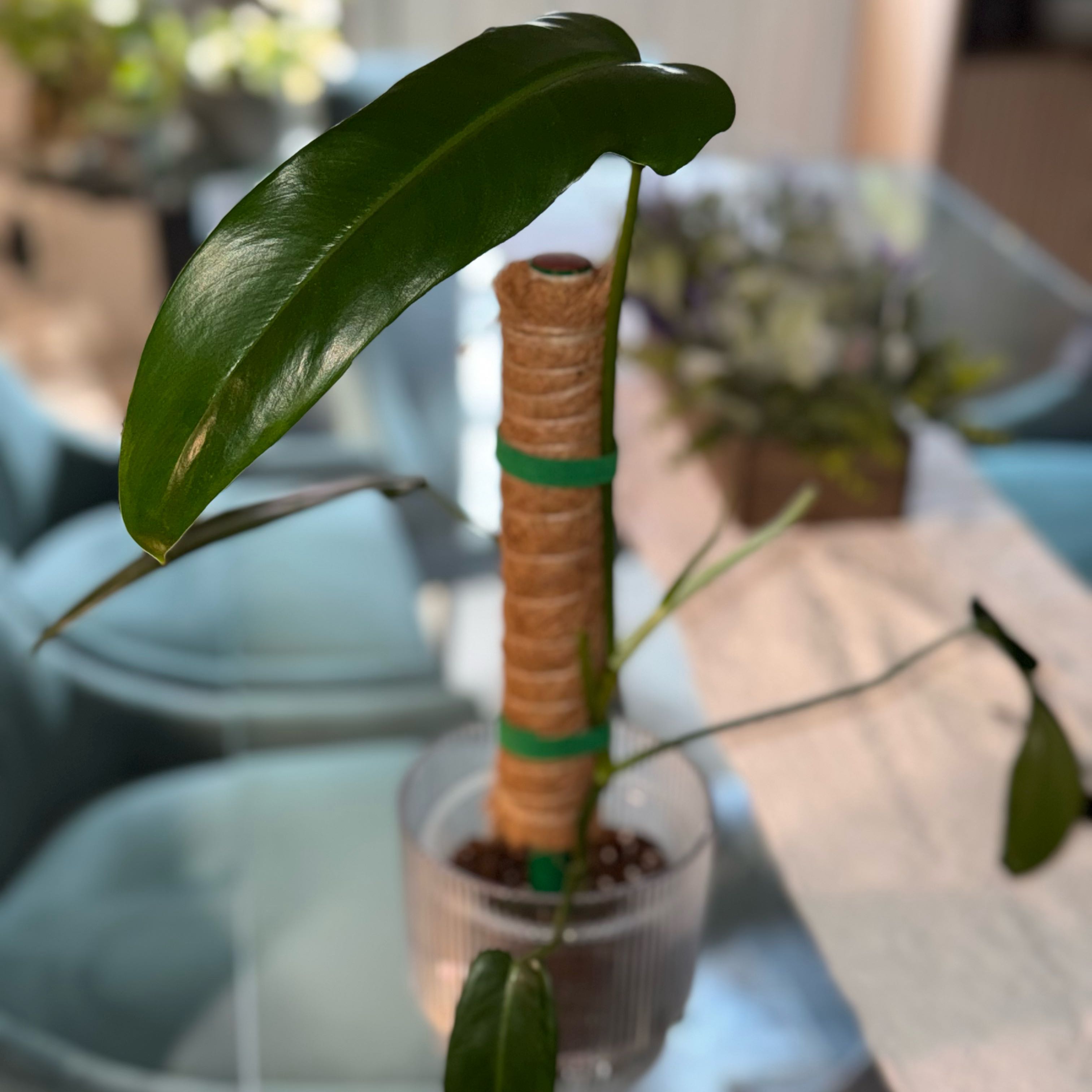 Photo of the plant species Jerry Horne Philodendron by @Tash876 named Sika on Greg, the plant care app