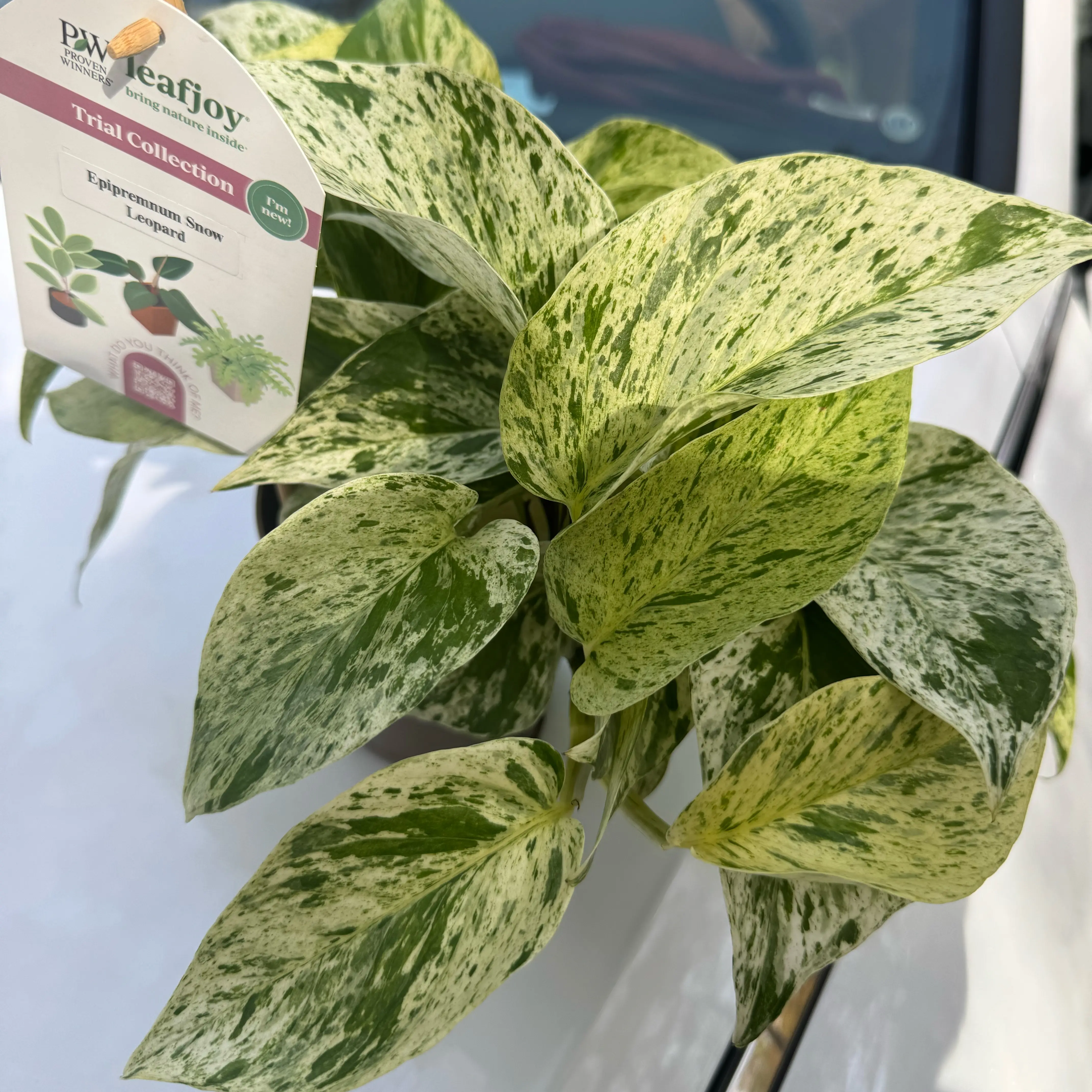 Photo of the plant species Pothos Snow Leopard by @Tash876 named Maya on Greg, the plant care app