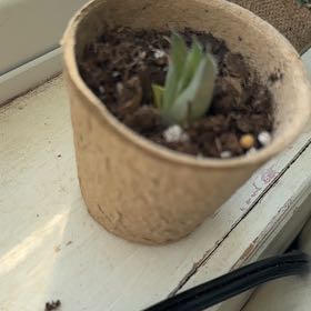 Photo of the plant species Hankey Dwarf Aloe by @SpiderLily00 named Dino on Greg, the plant care app