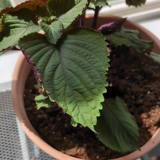 Photo of the plant species Perilla 'Magilla' by @FreshGermander named Apollo on Greg, the plant care app