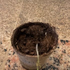 Photo of the plant species Peperomia San Marino by @LaudableRedmint named Rihanna on Greg, the plant care app