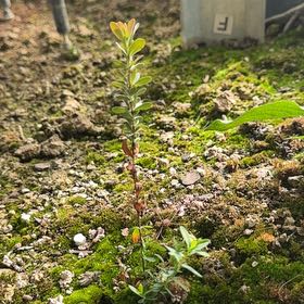 Photo of the plant species Northern Mountain Cranberry by @AliveTeatree47 named Gates on Greg, the plant care app