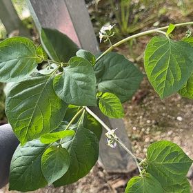 Photo of the plant species Harlequin Glorybower by @AliveTeatree47 named Nemo on Greg, the plant care app