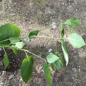 Photo of the plant species American Black Nightshade by @AliveTeatree47 named Forrest on Greg, the plant care app