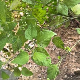 Photo of the plant species American Black Nightshade by @AliveTeatree47 named Maya on Greg, the plant care app
