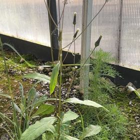 Photo of the plant species Common Nipplewort by @AliveTeatree47 named Figyonce on Greg, the plant care app
