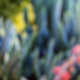 Photo of the plant species landscape succulent asstd. by @DecisiveCoconut named Foxxy on Greg, the plant care app