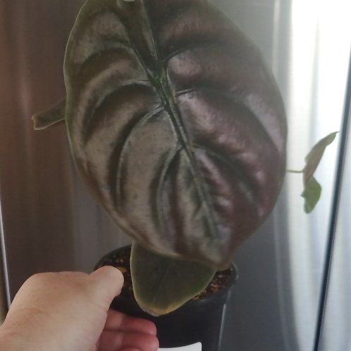 Photo of the plant species Alocasia Red Secret Variegated by @FunDovetree27 named Rosa on Greg, the plant care app