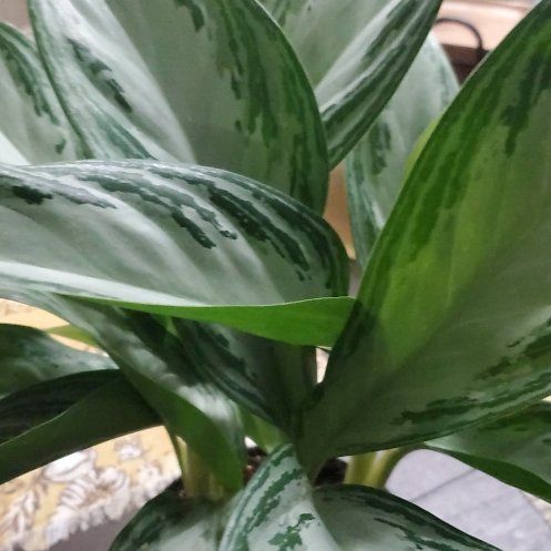 Photo of the plant species Silver Blue by @FunDovetree27 named Figyonce on Greg, the plant care app