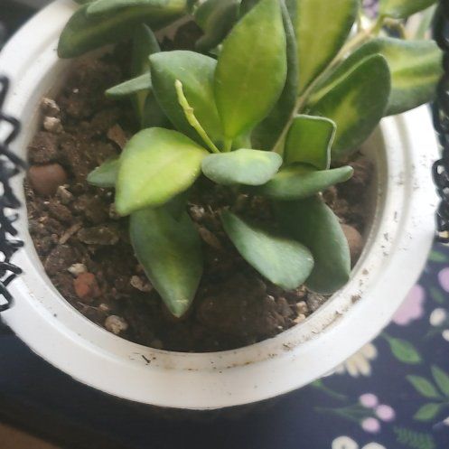 Photo of the plant species hoya burtoniae variegata by @FunDovetree27 named Sea Stones on Greg, the plant care app