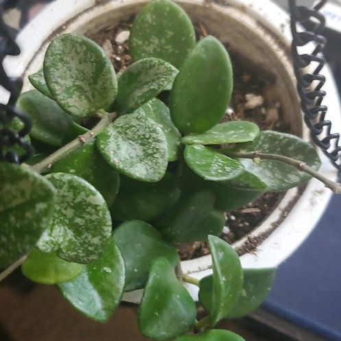 Photo of the plant species Hoya 'Mathilde Splash' by @FunDovetree27 named Mathilde on Greg, the plant care app