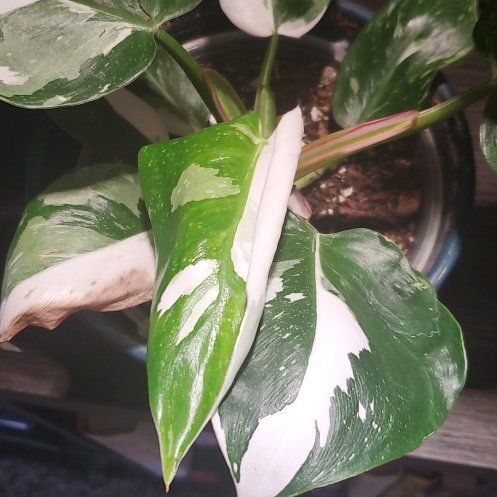 Photo of the plant species philodendron white princess by @FunDovetree27 named Princess on Greg, the plant care app