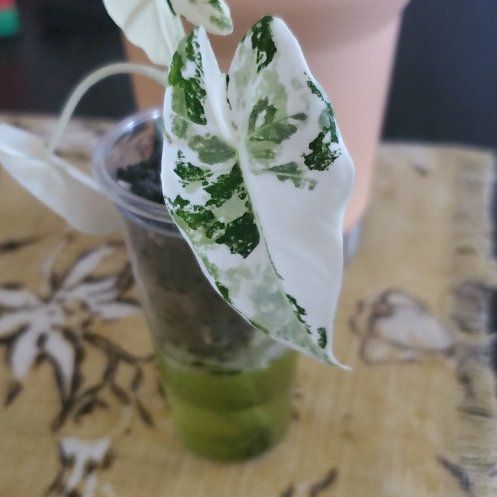 Photo of the plant species Alocasia Frydek by @FunDovetree27 named Emerson on Greg, the plant care app