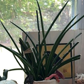 Photo of the plant species Braided Snake Plant, Mother-in-laws Tongue by @HolyDropsofgold named Rainier on Greg, the plant care app