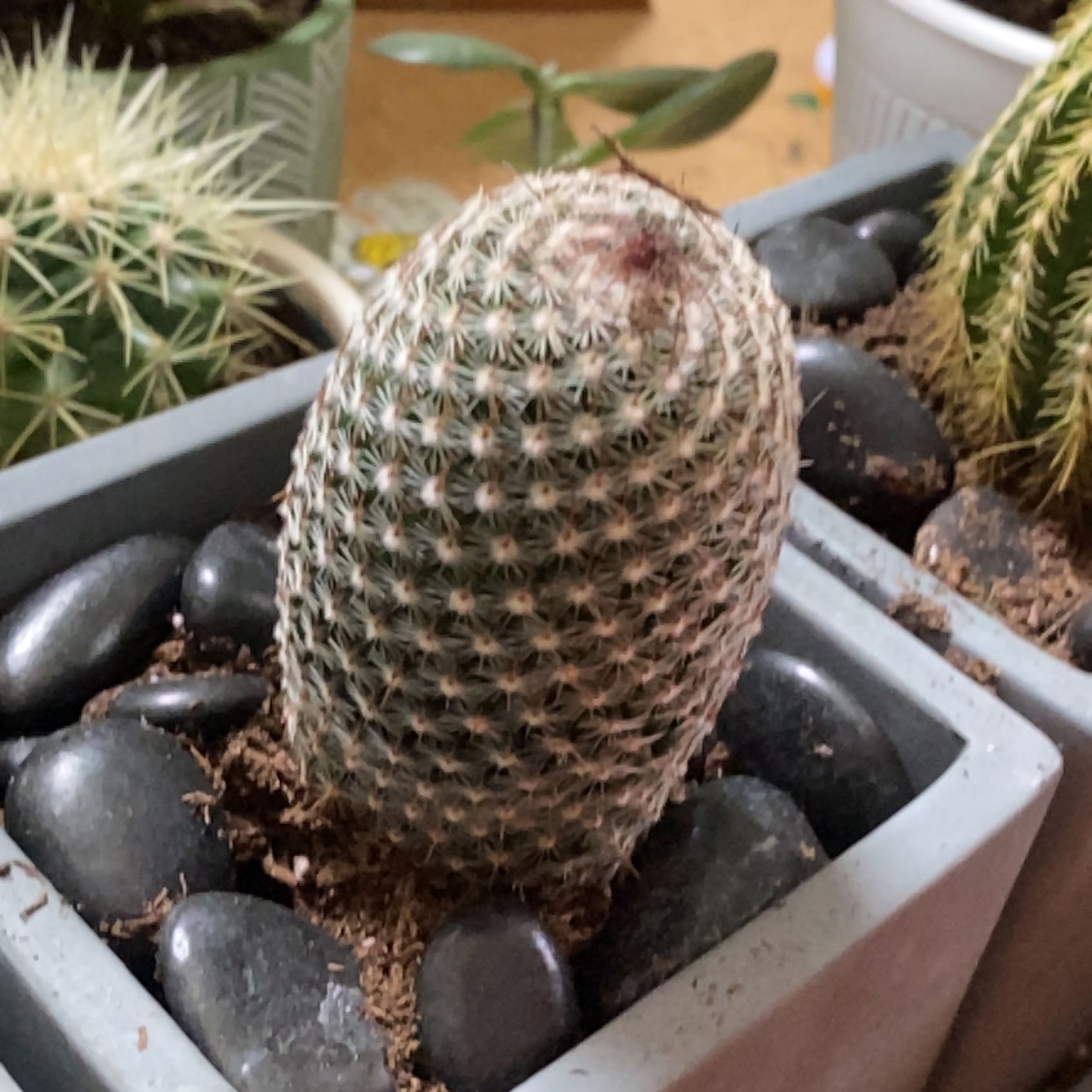 Arizona Rainbow Cactus in a pot with decorative stones, appears healthy.