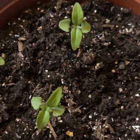 Photo of the plant species Thai Basil by @PeakNannyberry named My girl on Greg, the plant care app
