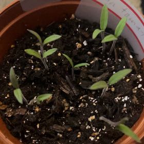 Photo of the plant species Roma Tomato by @PeakNannyberry named Timmie on Greg, the plant care app