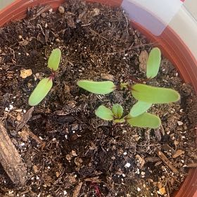 Photo of the plant species Common Beet by @PeakNannyberry named Ulysses S Plant on Greg, the plant care app