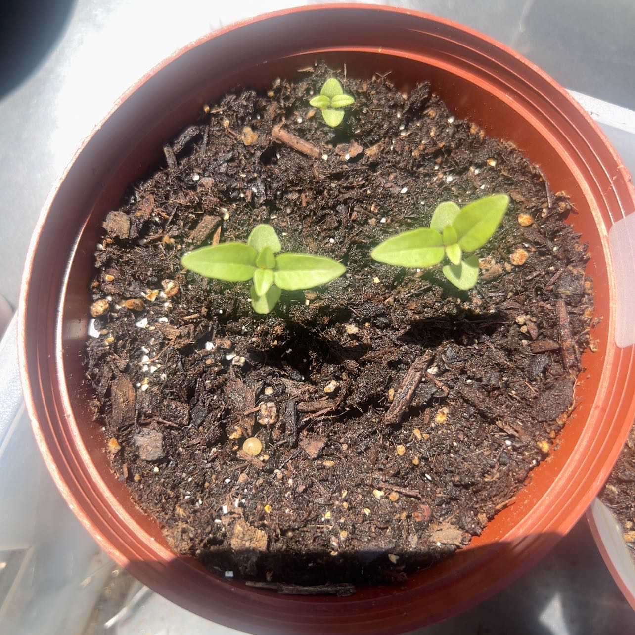 Photo of the plant species Thai Basil by @PeakNannyberry named Athena on Greg, the plant care app