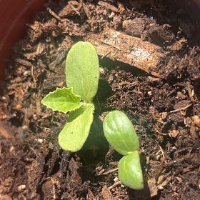 Photo of the plant species Melon by @PeakNannyberry named Oscar on Greg, the plant care app