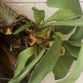 Photo of the plant species Elk horn succulent by @YeahArugula32 named Maya on Greg, the plant care app