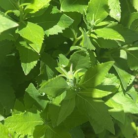 Photo of the plant species Balloon Plant by @NoblyHopsedge named Oscar on Greg, the plant care app