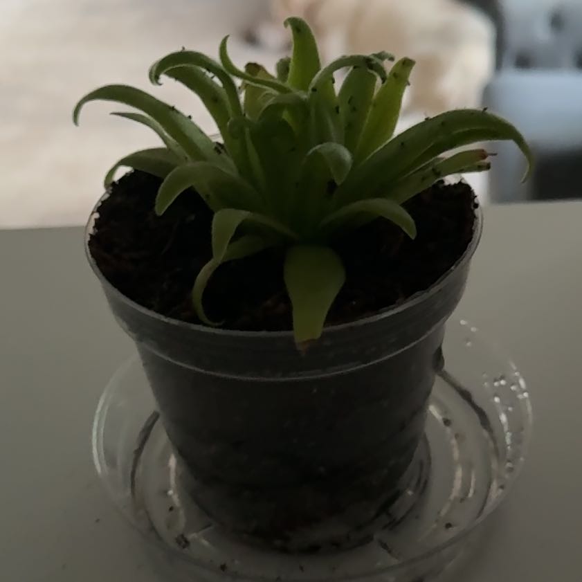 Photo of the plant species butterwort by @FreshPhalsa99 named Austen on Greg, the plant care app