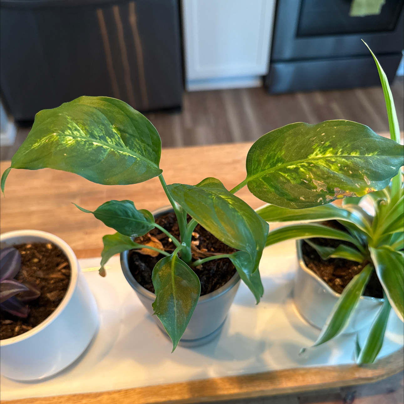 Photo of the plant species Dieffenbachia 'Tropic Marianne' by @FreshPhalsa99 named Rainier on Greg, the plant care app