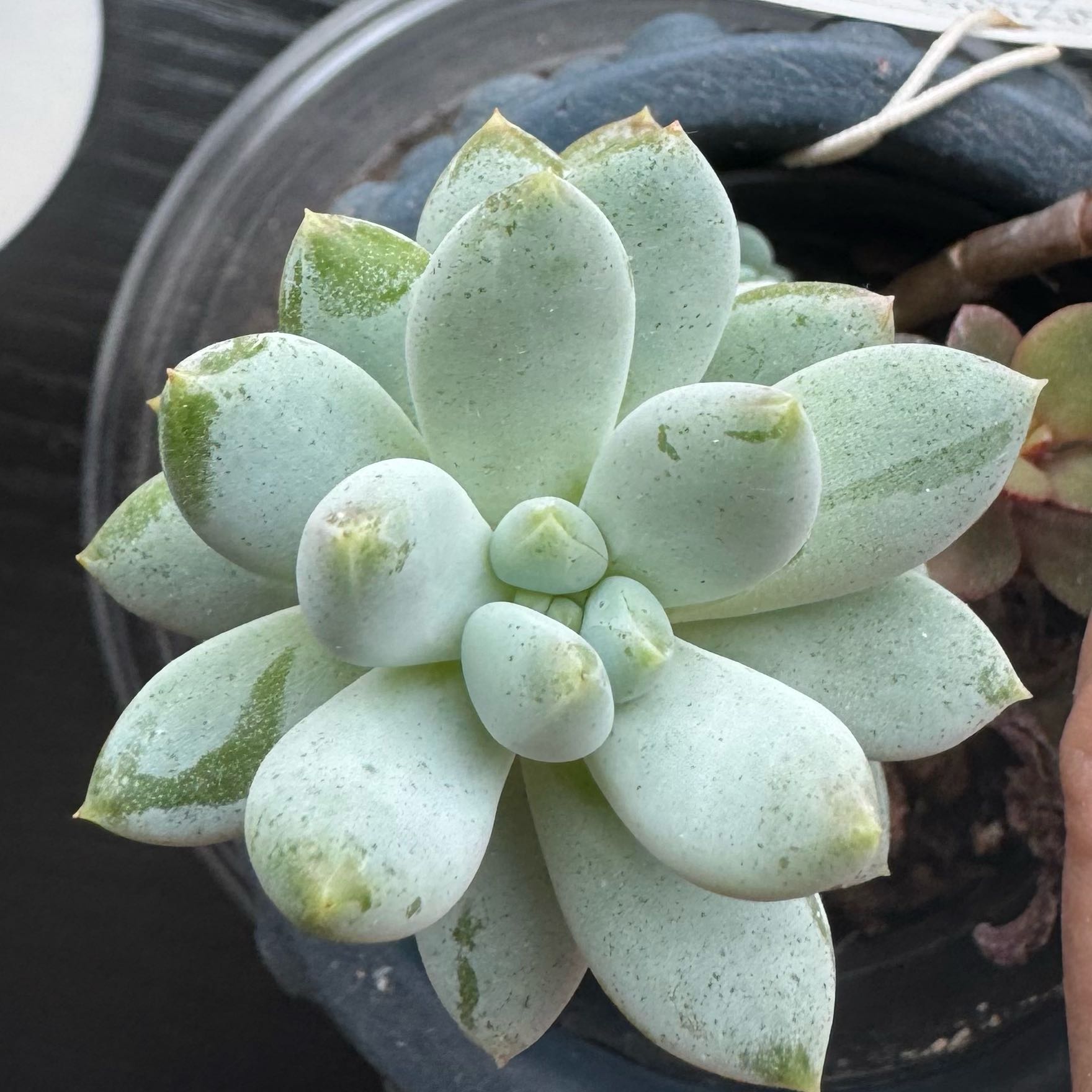 Photo of the plant species Pachyveria by @PurelyIcarus49 named Remington on Greg, the plant care app