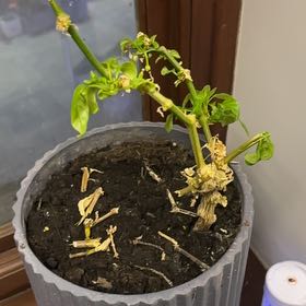 Photo of the plant species chilli by @SteadyDuwei52 named ChloroPhil on Greg, the plant care app