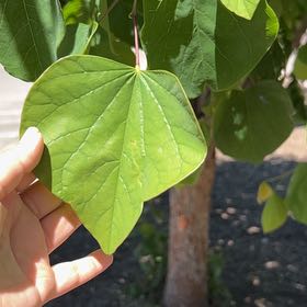 Photo of the plant species Eastern Redbud by @Kuromi1o1 named Scarlett on Greg, the plant care app