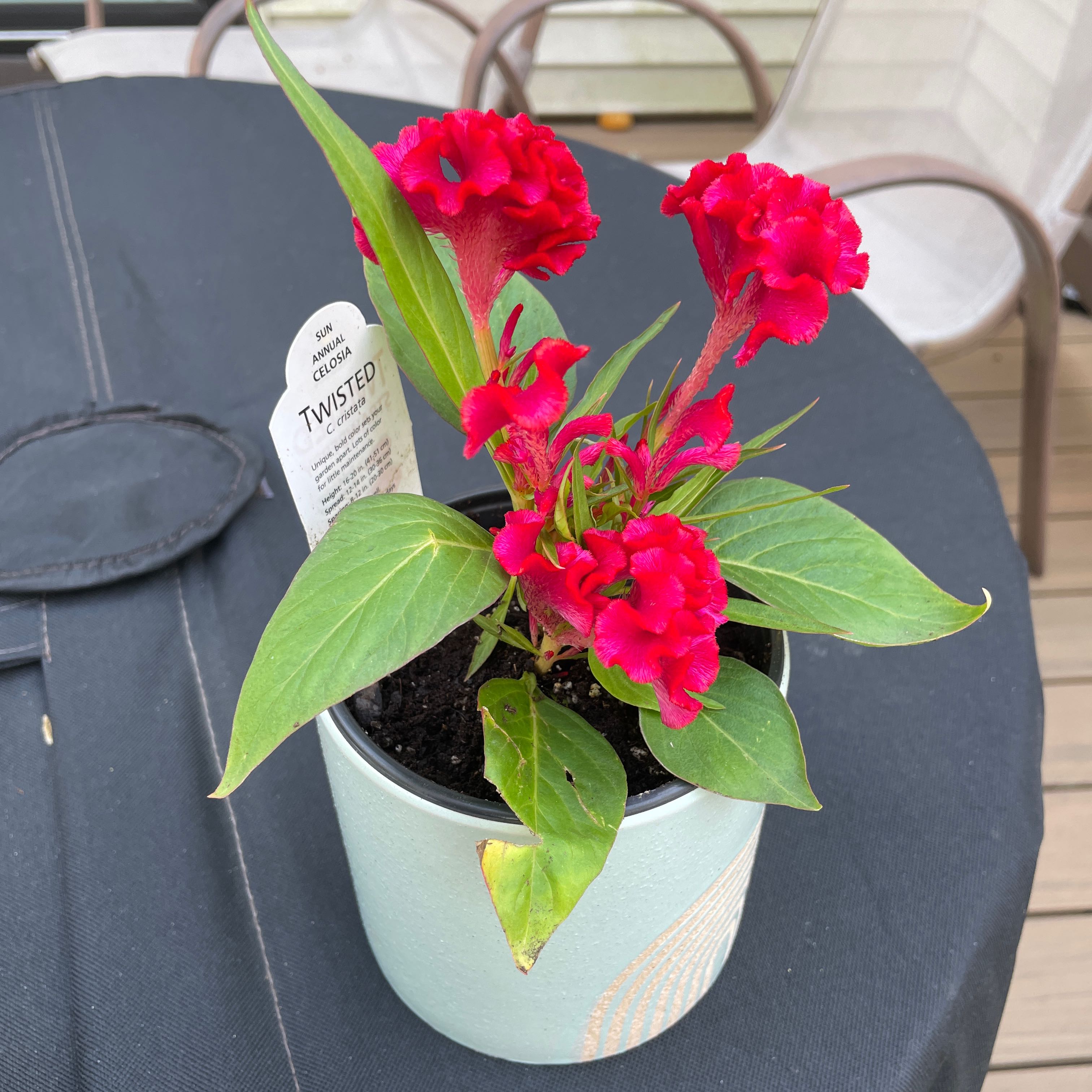 Photo of the plant species Celosia 'Twisted Strawberry' by @FoxyHardybamboo named Templeton on Greg, the plant care app