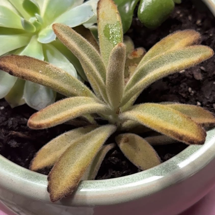 Photo of the plant species succulents by @SuavePigfern6 named Mollie on Greg, the plant care app