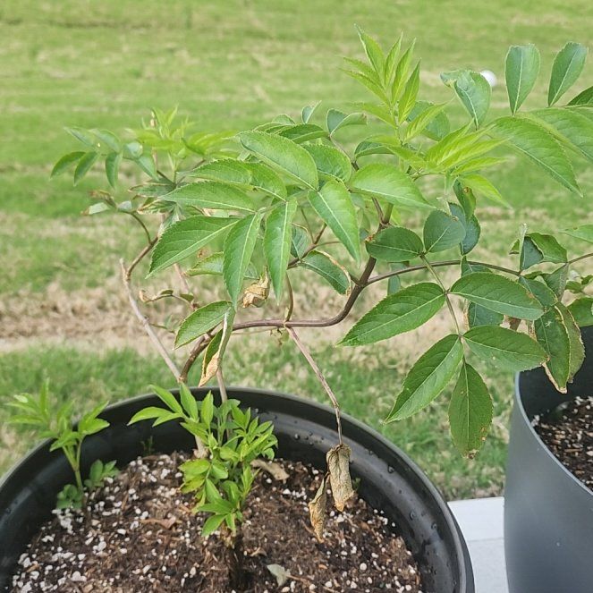 Photo of the plant species Johns Elderberry by @MarkedlySoybean named John's on Greg, the plant care app