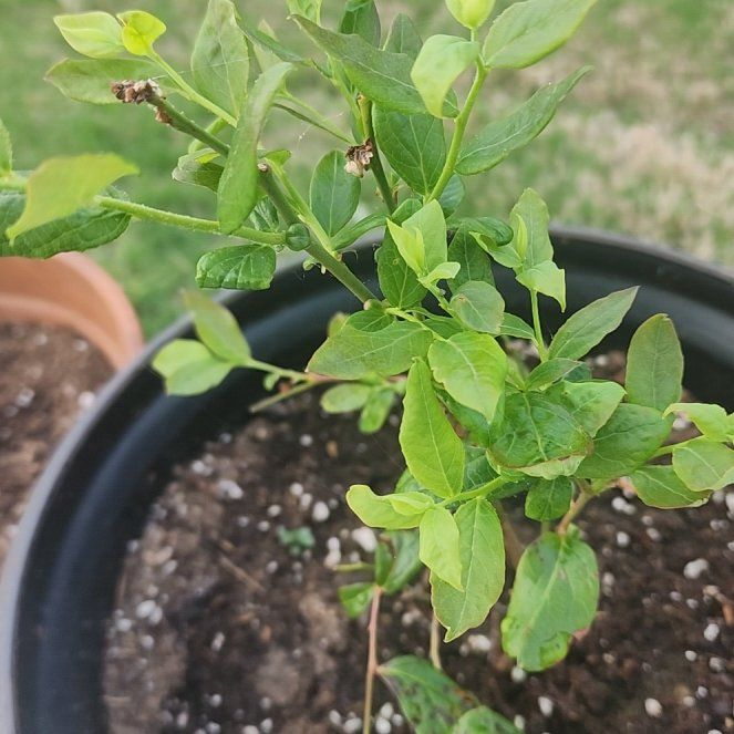 Photo of the plant species Southern Highbush Blueberries by @MarkedlySoybean named Blueberry Oneal on Greg, the plant care app